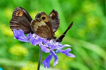 晩夏の湯ノ丸高原でマツムシソウやマルバダケブキに訪れる高山蝶のベニヒカゲ