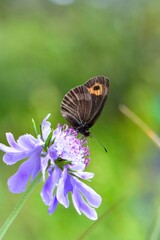晩夏の湯ノ丸高原でマツムシソウやマルバダケブキに訪れる高山蝶のベニヒカゲ