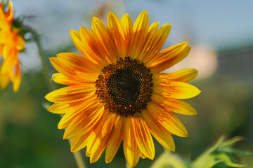 Kwiat ozdobnego słonecznika w słoneczny dzień. Środek kwiatu jest ciemny, płatki mają czerwono żółte zabarwienie. - obrazy, fototapety, plakaty