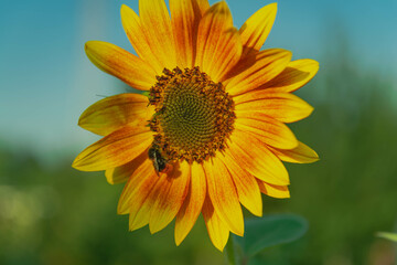 Kwiat ozdobnego słonecznika w słoneczny dzień. Środek kwiatu jest ciemny, płatki mają czerwono żółte zabarwienie.
