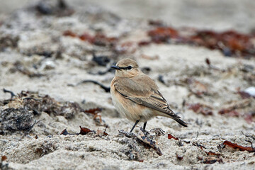 Isabelline wheatear (Oenanthe isabellina)