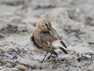 Isabelline wheatear (Oenanthe isabellina)