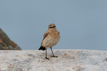 Isabelline wheatear (Oenanthe isabellina)