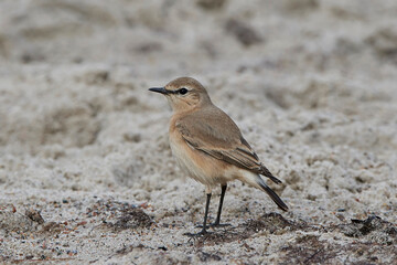 Isabelline wheatear (Oenanthe isabellina)