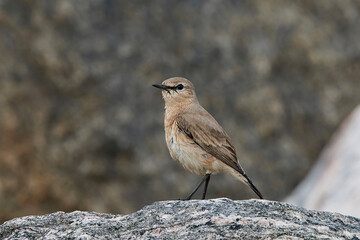 Isabelline wheatear (Oenanthe isabellina)