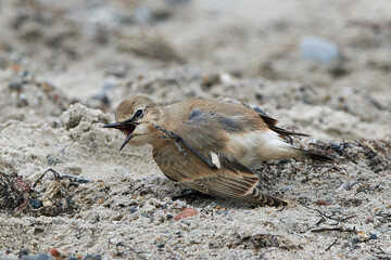 Isabelline wheatear (Oenanthe isabellina)