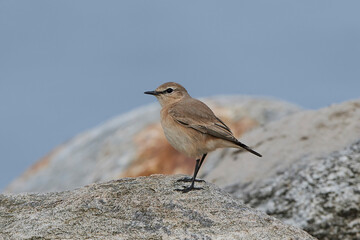 Isabelline wheatear (Oenanthe isabellina)