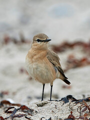Isabelline wheatear (Oenanthe isabellina)