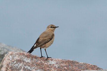 Isabelline wheatear (Oenanthe isabellina)