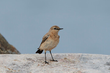 Isabelline wheatear (Oenanthe isabellina)