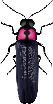 firefly ホタル