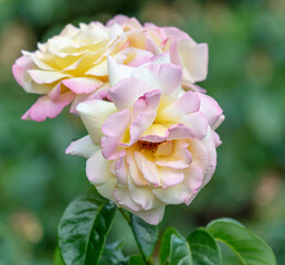 Beautiful decorative rose in the park.