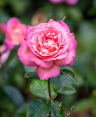 Beautiful decorative rose in the park.
