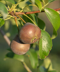 Ripe pears on the branches of a tree.