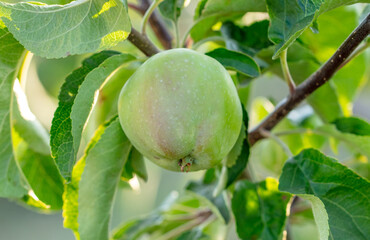 Fruits of apples on the branches of a tree.