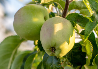 Fruits of apples on the branches of a tree.
