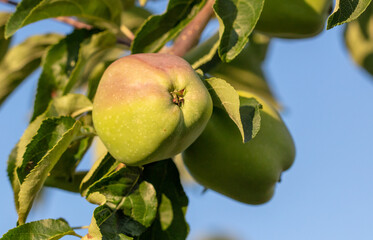Fruits of apples on the branches of a tree.