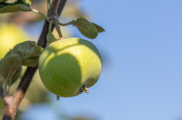 Fruits of apples on the branches of a tree.