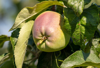 Fruits of apples on the branches of a tree.