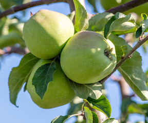Fruits of apples on the branches of a tree.