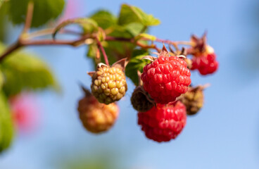 Ripe red raspberries in nature.