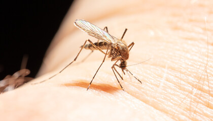 A mosquito drinks blood on human skin.