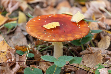 Fly agaric mushroom in the forest in autumn.