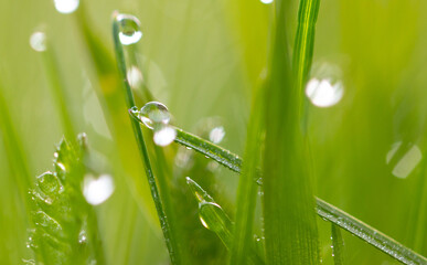 Dew drops on green grass in the morning.