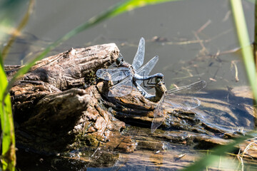 Plattbauch Paarungsrad