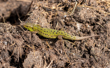 Green lizard on the ground in spring.