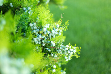 Thuja branches with cones close up background.
