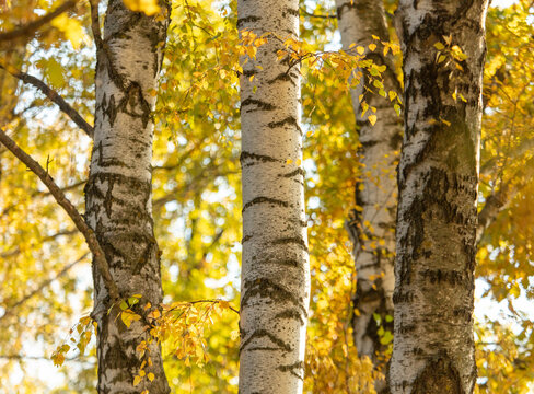 Yellow birches in the forest in autumn.