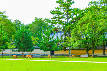 奈良公園の風景