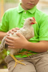 A cute boy in a green t-shirt holds a chicken in his arms in nature in summer. Animals and children