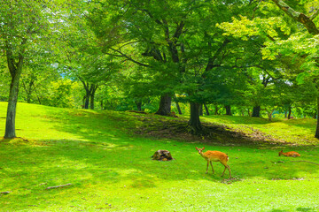 奈良公園の鹿と自然風景