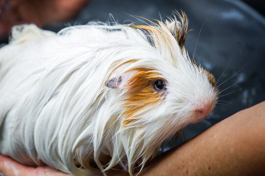 Wet A Guinea Pigs Just Finished Shower.