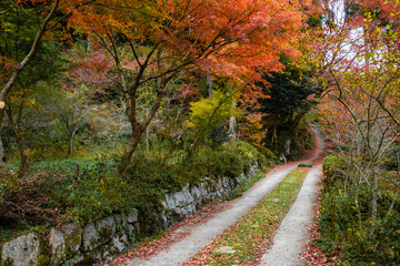 Fototapeta na wymiar 紅葉と道