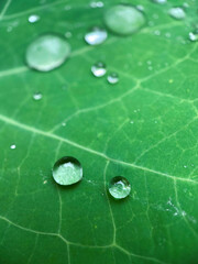 Macro view of fresh green leaf with dew drops natural background  wallpaper.