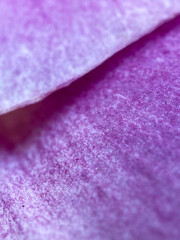 Fototapeta na wymiar Macro view close up of violet purple petal of flower background or wallpaper. 