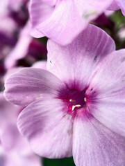 Macro view close up of pink phlox flower background or wallpaper. 
