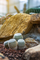 cactus in a glass greenhouse for protection