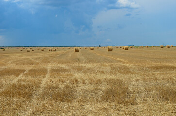 haystacks on a mown field.harvesting hay for animals. © vitaly
