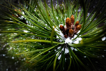 tree and snow