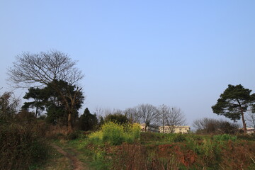 trees in the field