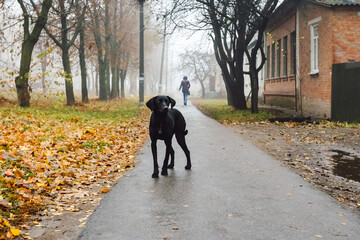 Abandoned dog on the road, stray dirty, homeless dog adopt, street, leave, sad emotions, outdoors, lonely,