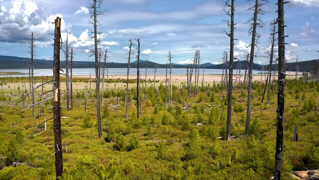 Flying among burnt trees of Deschutes National Forest towards Davis Lake, Oregon