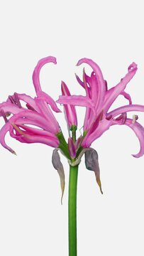 Time lapse of opening pink nerine lily isolated on white background, vertical orientation