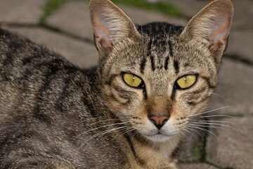 Naklejka na ściany i meble Selective focus and close up image of a cat