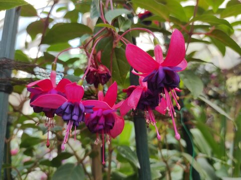 Fuchsia hibrida or Hybrid fuchsia are created when several different species of the plant have been crossed