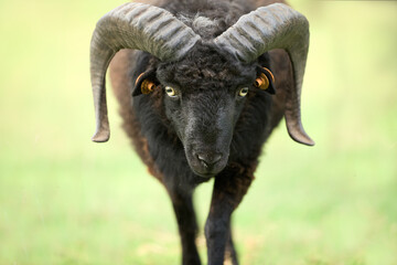 Front of black male ouessant sheep